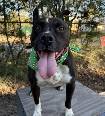 An adult large-sized male Mixed Breed dog named Caesar for adoption in Covington, LA