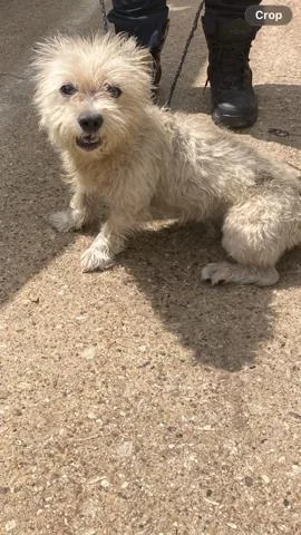 An adult small-sized male Mixed Breed dog named Kirk for adoption in Dallas, TX