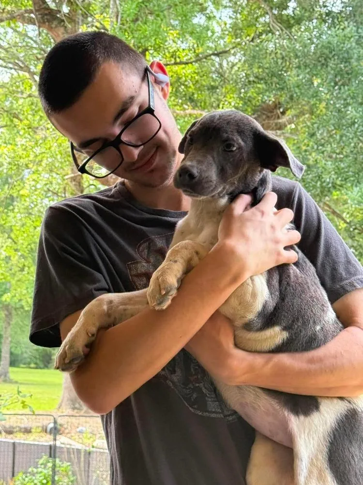 A baby medium-sized female Gray / Blue / Silver Pit Bull Terrier dog named Barbie for adoption in Syracuse, NY