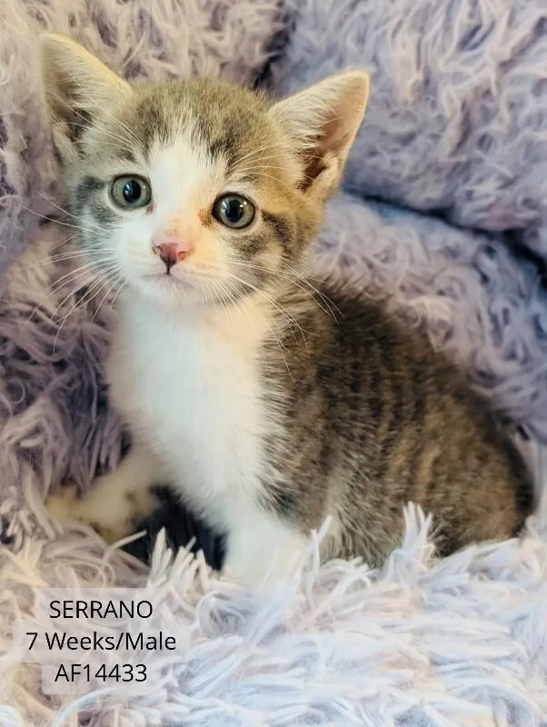 Serrano