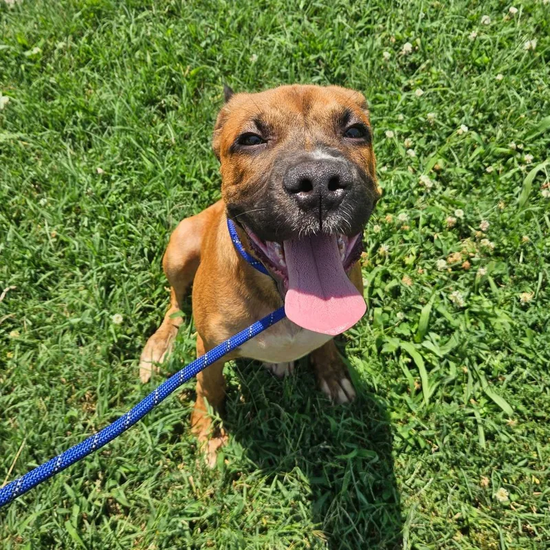 A baby small-sized male Boxer dog named Luka for adoption in Springfield, MO