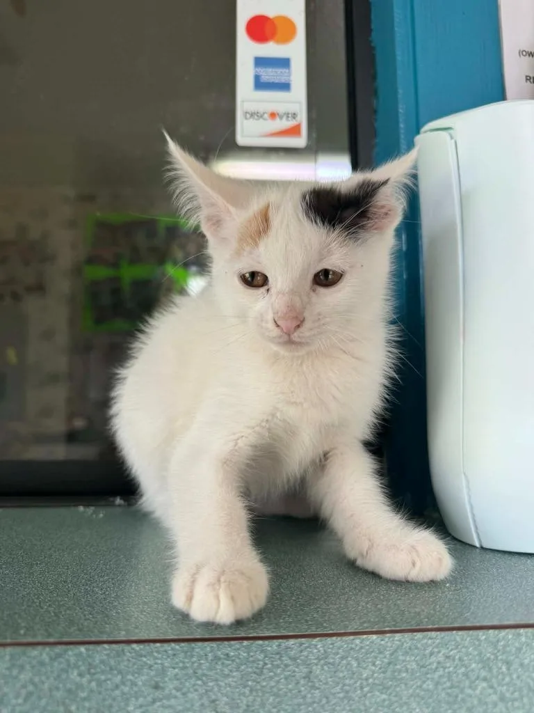 A baby small-sized female Calico cat named Cuatro for adoption in Center, TX