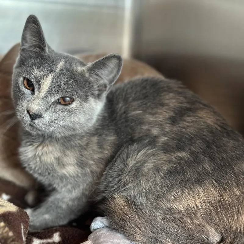 A young small-sized female Tortoiseshell Domestic Short Hair cat named Bonfire for adoption in Matteson, IL