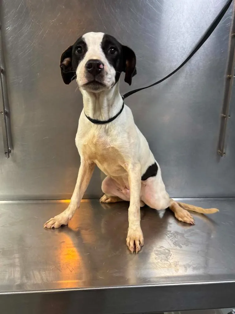 A baby medium-sized male Mixed Breed dog named Harbor for adoption in Tifton, GA