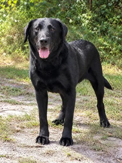 An adult large-sized male Labrador Retriever dog named Cooper for adoption in Palm Coast, FL