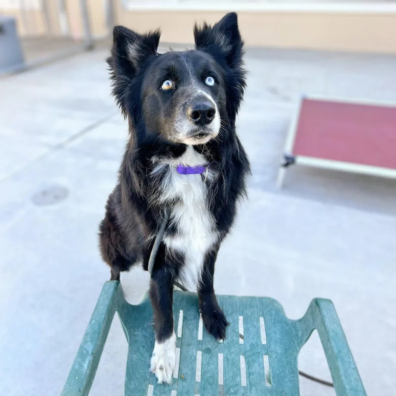 An adult medium-sized male Australian Shepherd dog named Zack for adoption in Oakland, CA