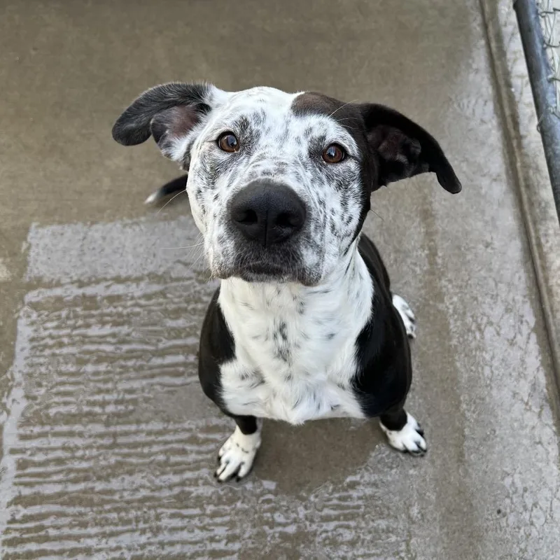 An adult medium-sized male Bicolor Australian Cattle Dog / Blue Heeler dog named Domino for adoption in Fallon, NV