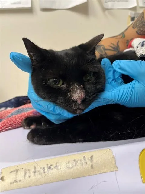 A senior medium-sized female Domestic Short Hair cat named Delaney for adoption in Naples, FL