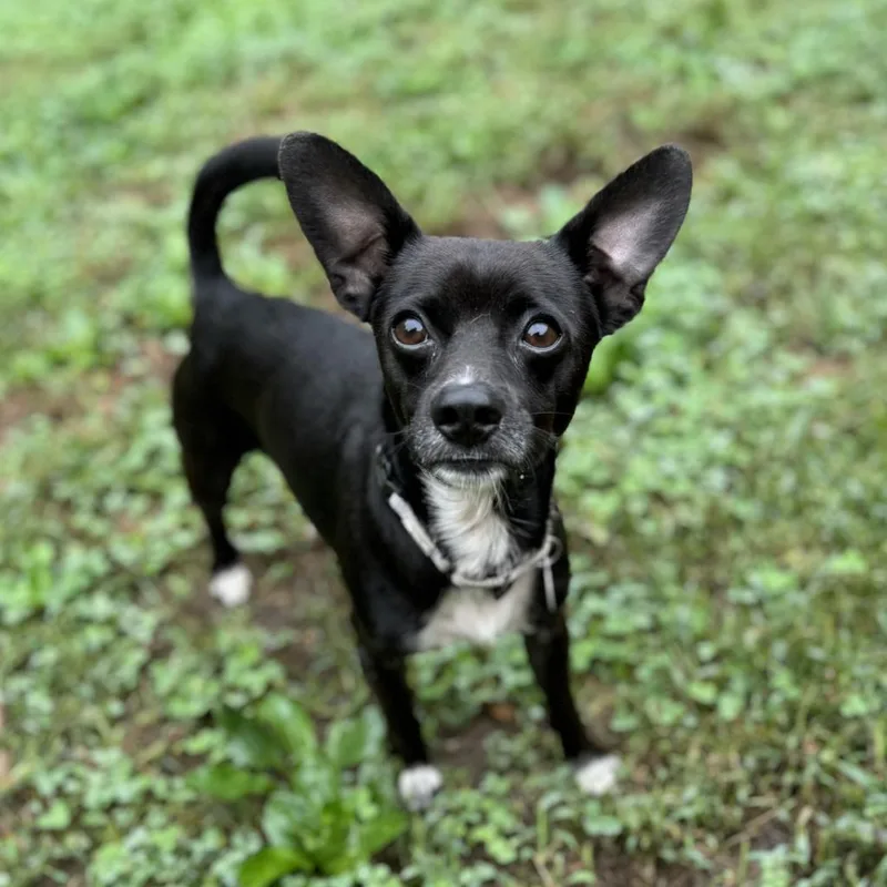 An adult small-sized male Black Chihuahua dog named Finbar for adoption in Fredericksburg, VA