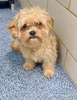 Finn