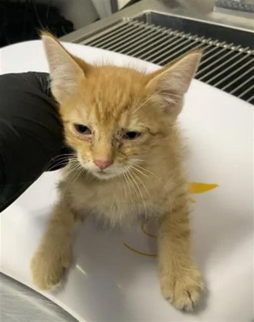 A baby small-sized male Domestic Short Hair cat named Ravioli for adoption in Visalia, CA