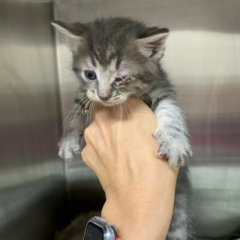 A baby small-sized female Gray / Blue / Silver Domestic Short Hair cat named Addison for adoption in Morganton, NC