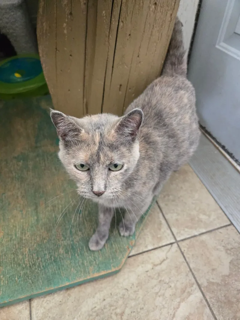 An adult medium-sized female Calico cat named Mama for adoption in Maquoketa, IA