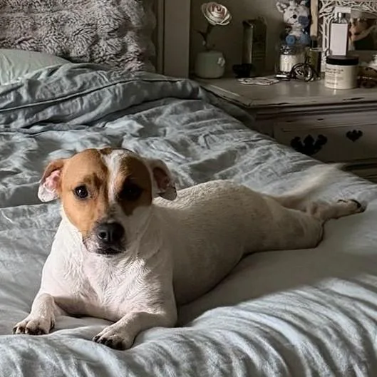 An adult small-sized female Yellow / Tan / Blond / Fawn Jack Russell Terrier dog named Poppy for adoption in Lewisville, TX