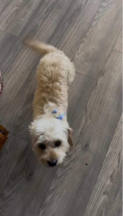 An adult small-sized female Poodle dog named Lovie for adoption in Fort Worth, TX