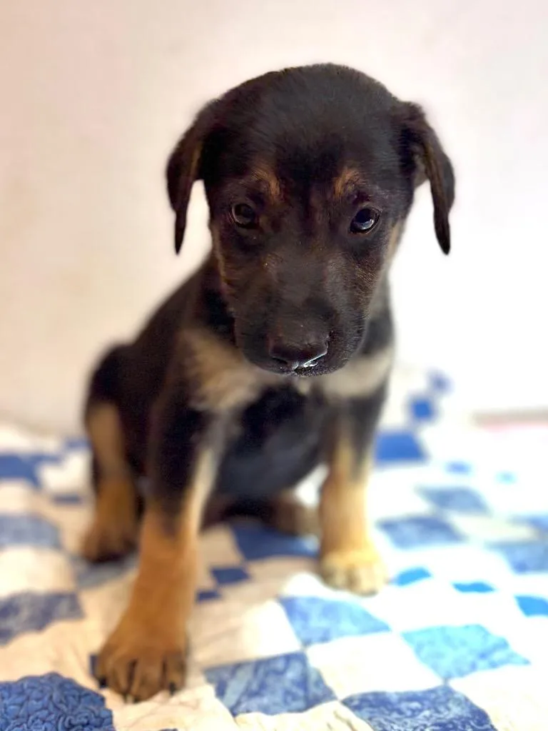 A baby large-sized male Shepherd dog named Isaiah for adoption in Lockhart, TX