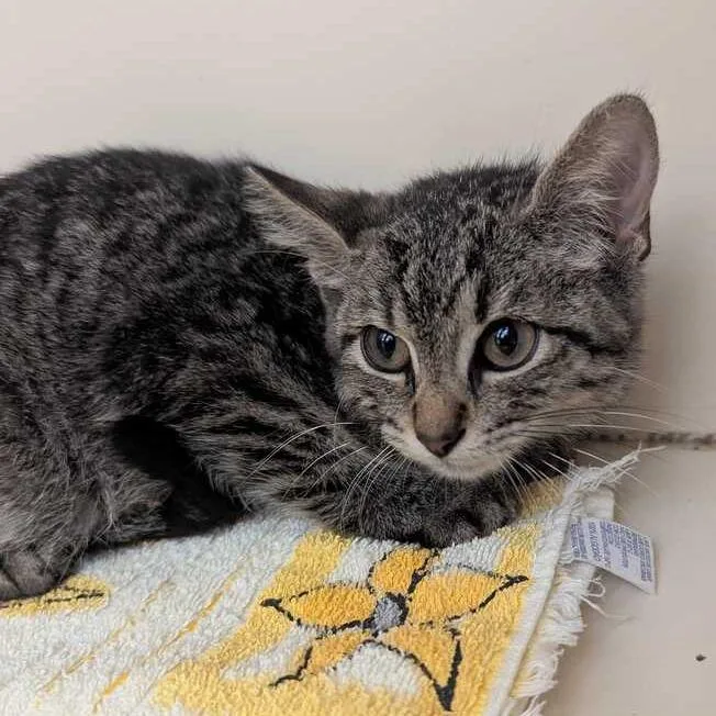 A baby small-sized male Brown / Chocolate Domestic Short Hair cat named Stoick for adoption in Dayton, OH