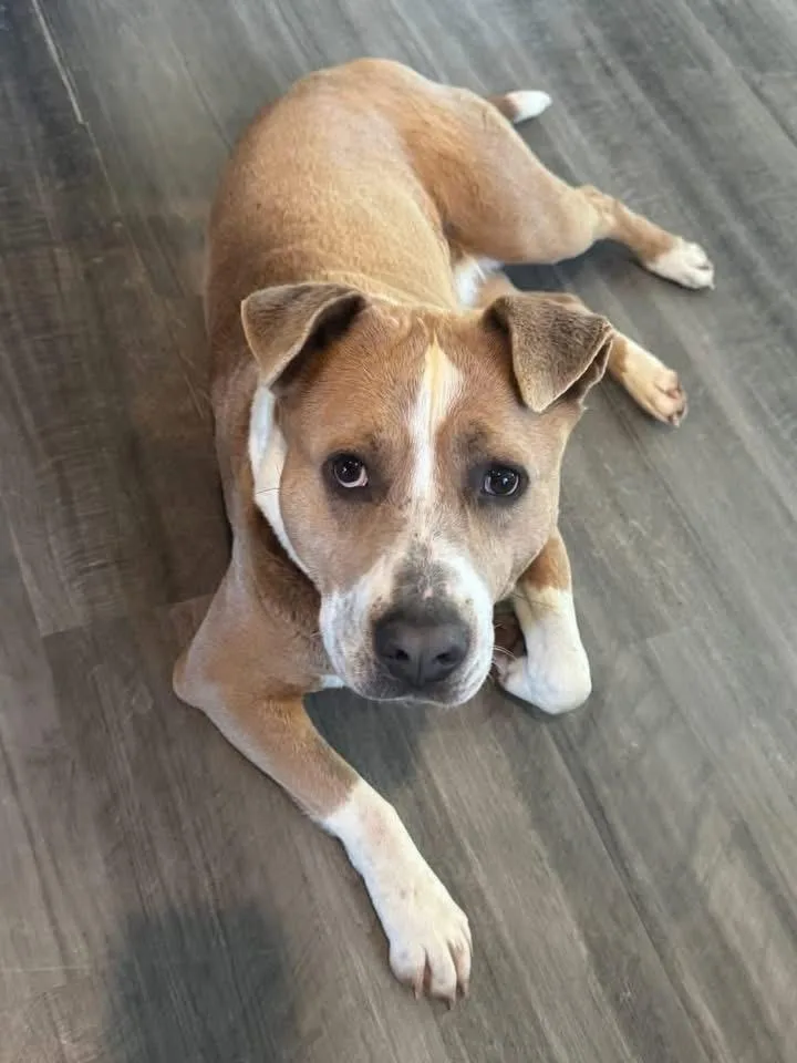 An adult medium-sized female Apricot / Beige Pit Bull Terrier dog named Annie for adoption in Thornton, CO