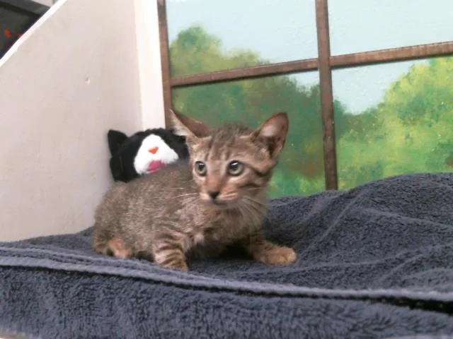 A baby small-sized female Domestic Short Hair cat named Agatha for adoption in Houston, TX