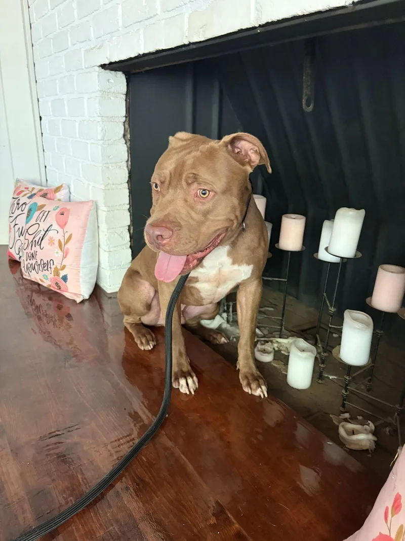 An adult medium-sized male American Staffordshire Terrier dog named Jaxon for adoption in San Diego, CA