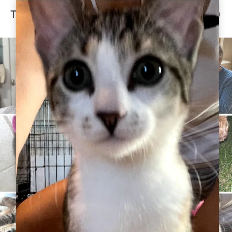A baby small-sized female Gray & White Tabby cat named Nordique for adoption in Maple Shade, NJ