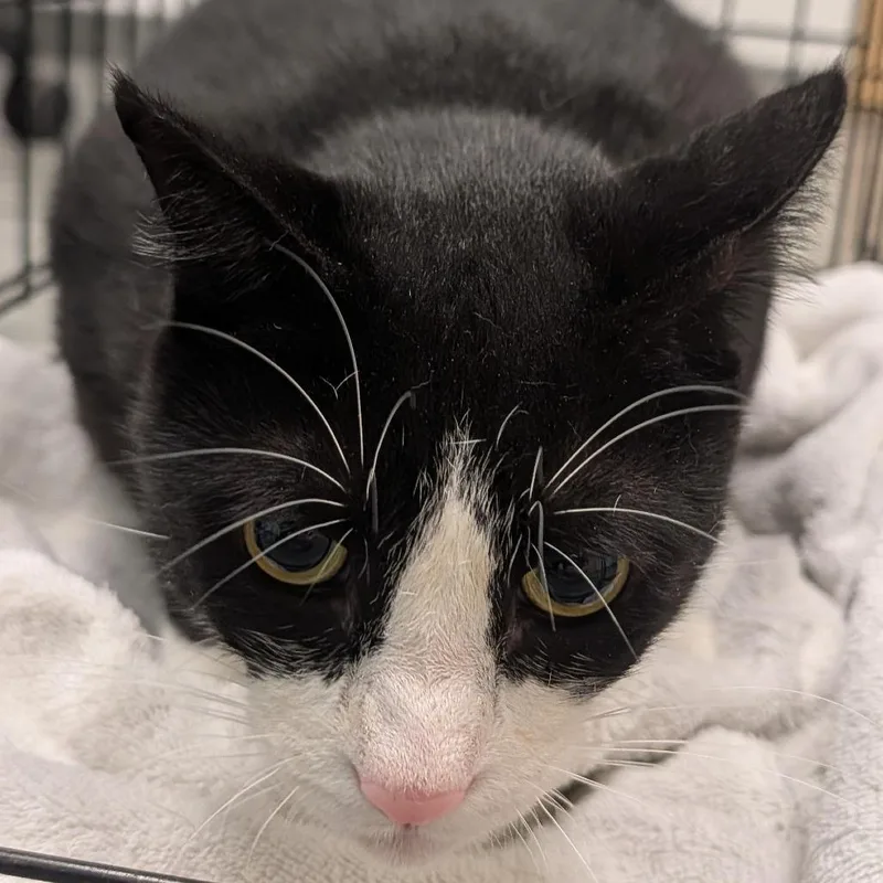 An adult extra large-sized male Domestic Short Hair cat named Fox for adoption in Jacksonville, FL