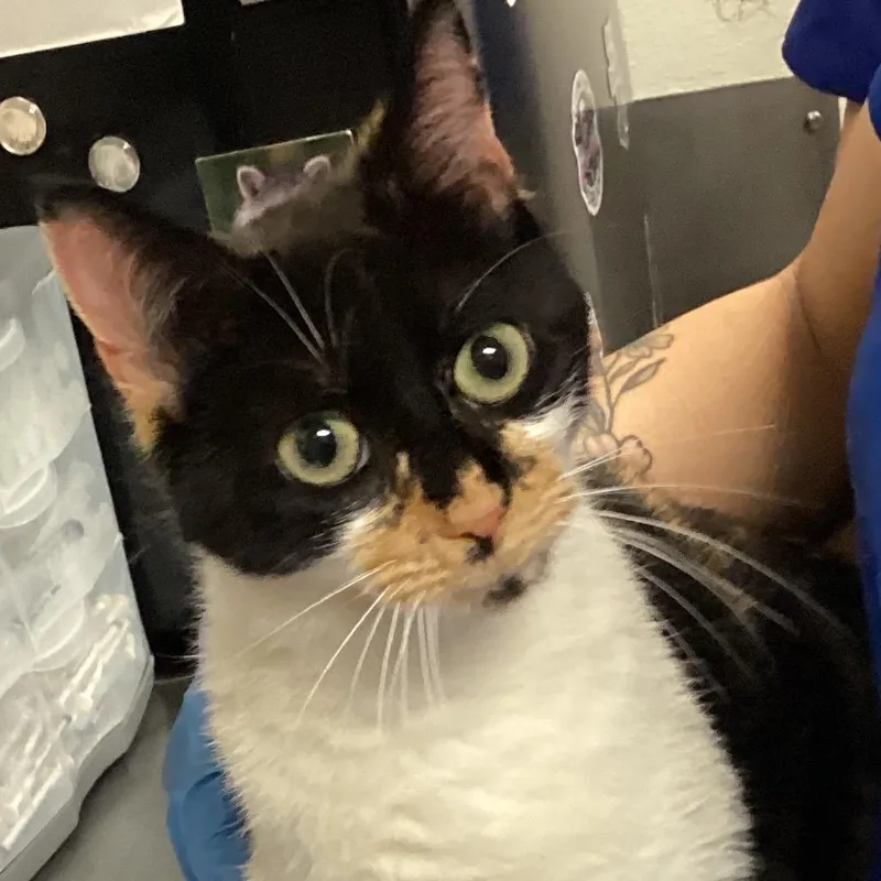 A young medium-sized female Black Domestic Short Hair cat named Sapphire for adoption in Greenville, SC