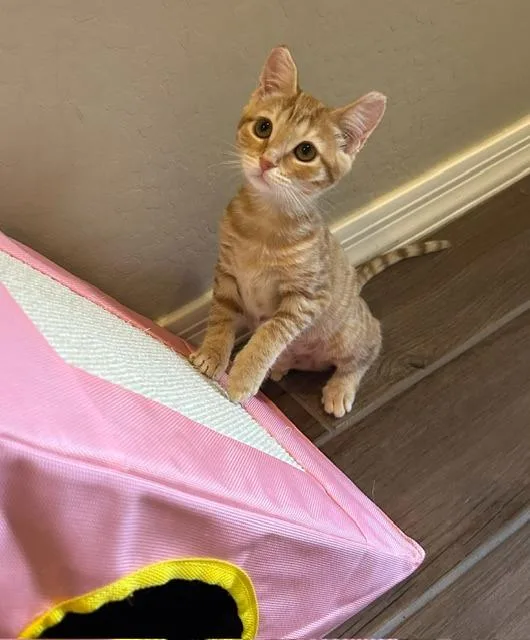 A baby medium-sized female Domestic Short Hair cat named Carrots for adoption in Peoria, AZ