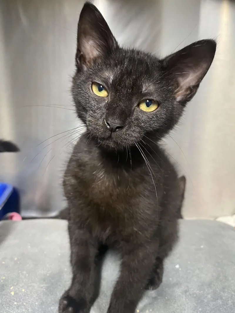 A baby medium-sized male Black Domestic Short Hair cat named Jason for adoption in Spencer, IN