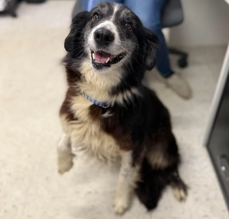 A senior medium-sized female Black Mixed Breed dog named Bluebell for adoption in Leitchfield, KY