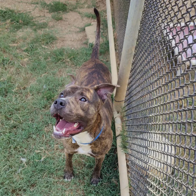 An adult medium-sized male Brindle Mixed Breed dog named Beckett for adoption in Chattanooga, TN