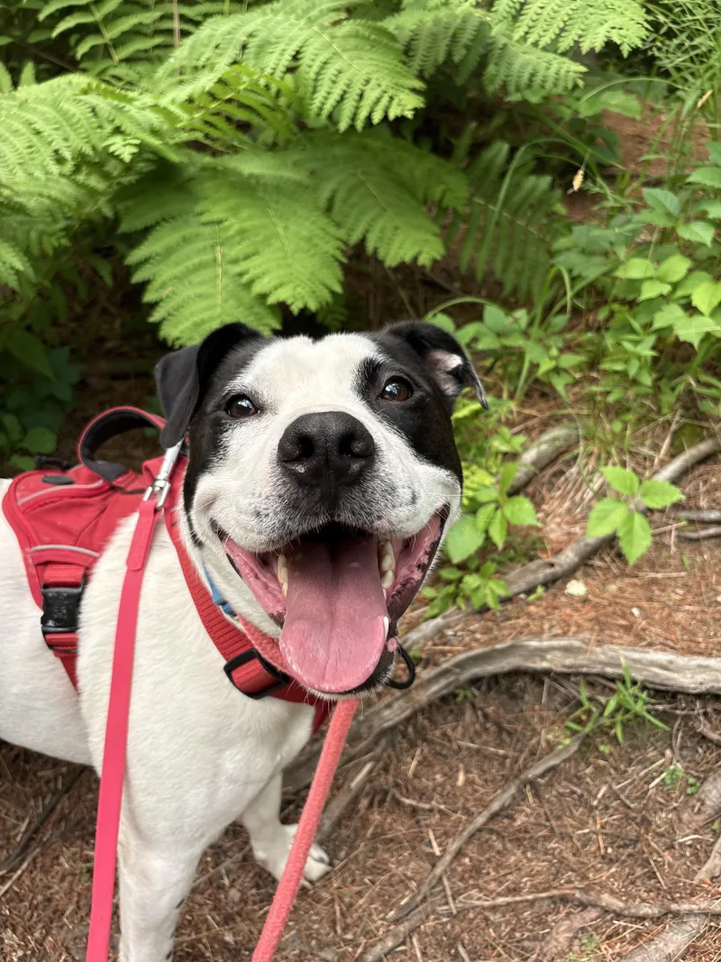 A young medium-sized male Black Pit Bull Terrier dog named Marino for adoption in New Boston, NH