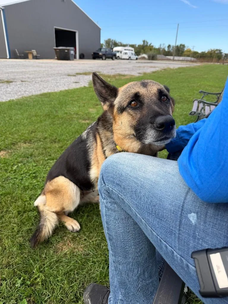 An adult medium-sized female German Shepherd Dog dog named Vienna for adoption in Pierceton, IN