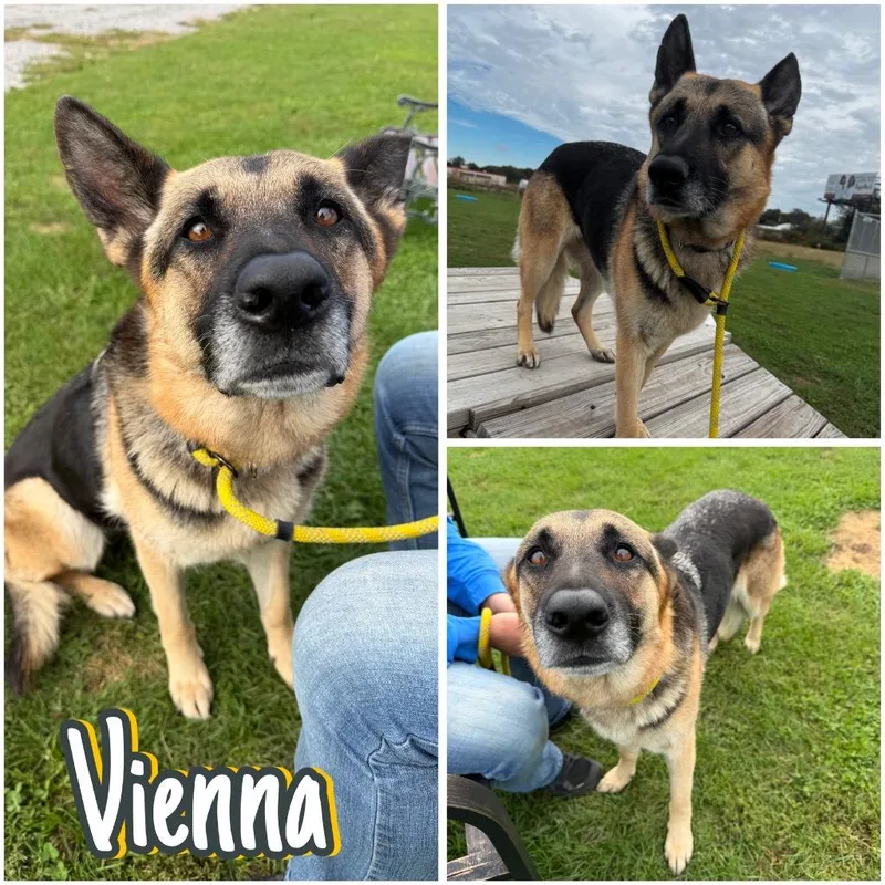 Vienna thumbnail 2