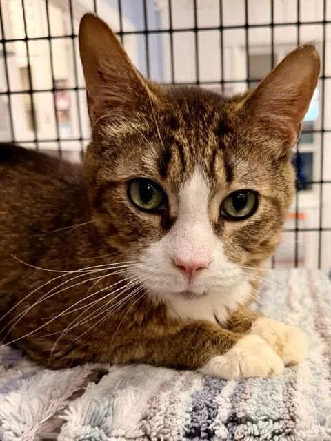 A senior medium-sized male Tabby (Brown / Chocolate) Domestic Short Hair cat named Monty for adoption in Allegan, MI
