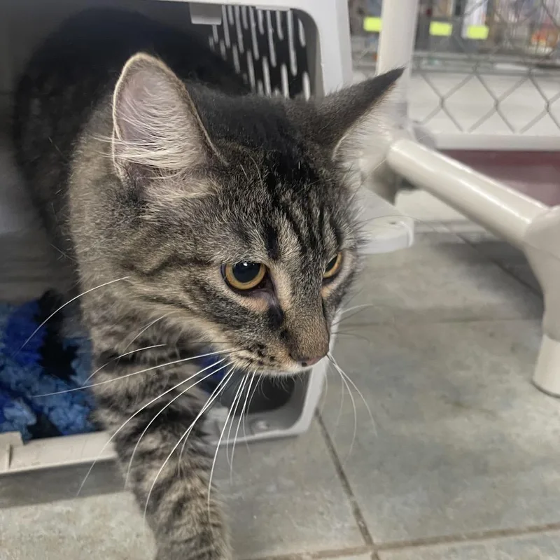 A young medium-sized female Brown / Chocolate Domestic Short Hair cat named Toni for adoption in East Smithfield , PA
