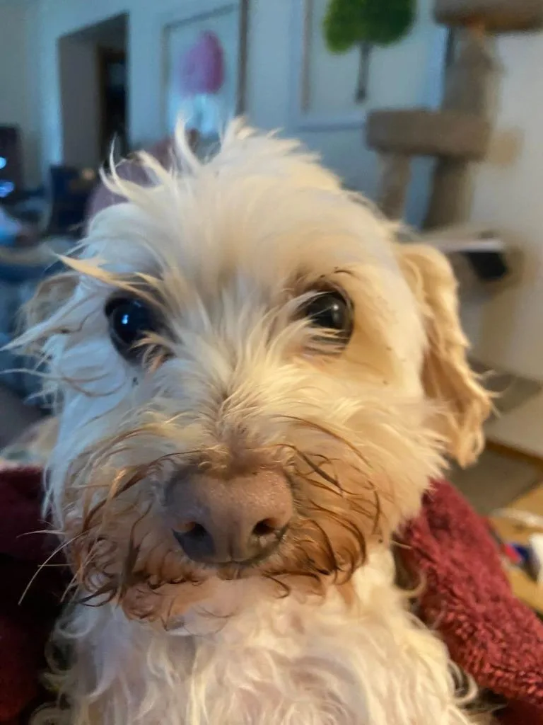 A senior small-sized male Havanese dog named Willie for adoption in Fond Du Lac, WI