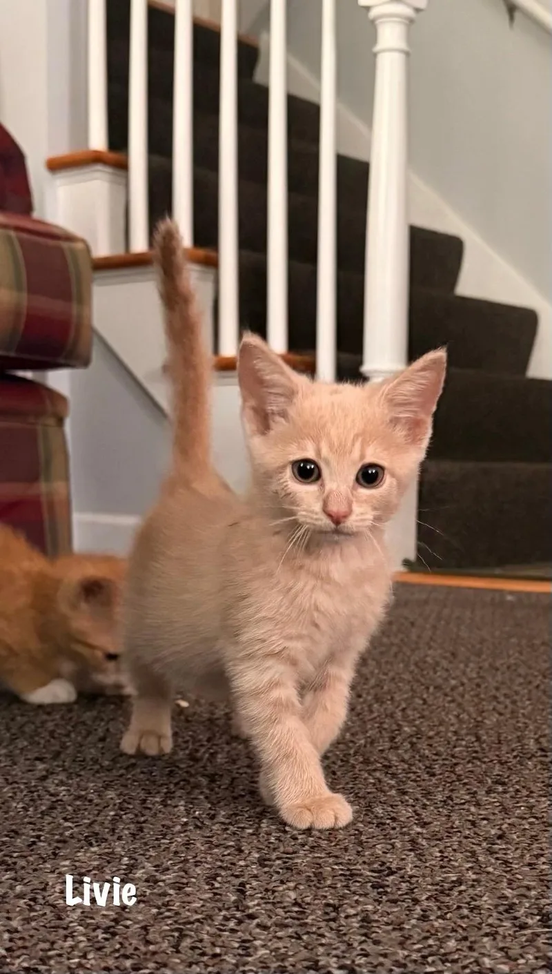 A baby medium-sized female Buff / Tan / Fawn Domestic Short Hair cat named Livie for adoption in East Hartford , CT