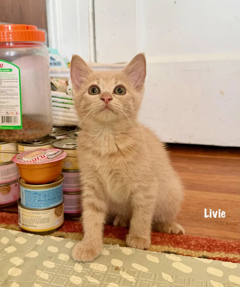 Livie thumbnail 2