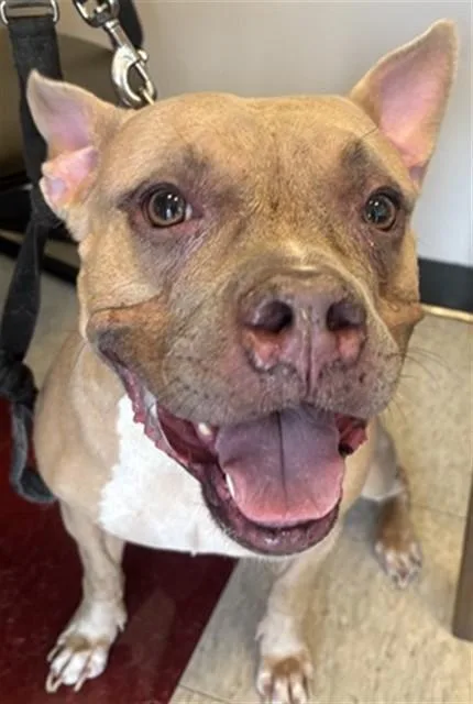 An adult medium-sized female American Bulldog dog named Latto A for adoption in Plano, TX