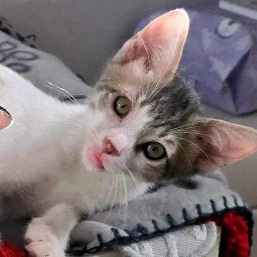 A young medium-sized female White Domestic Short Hair cat named Hikari for adoption in Guaynabo, PR