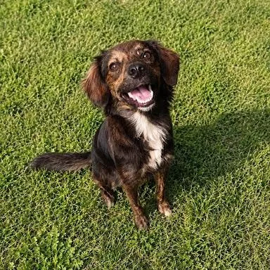 A young small-sized male Spaniel dog named Crispin for adoption in Danbury, CT