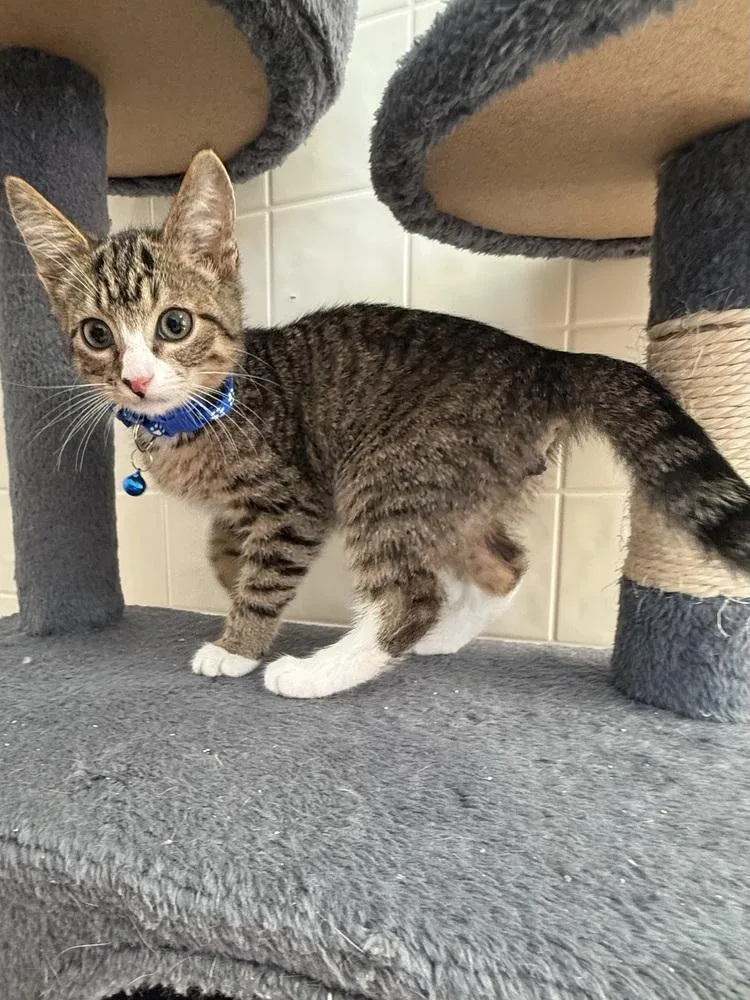 A baby small-sized male Gray & White Domestic Short Hair cat named Ember for adoption in Osgood, IN