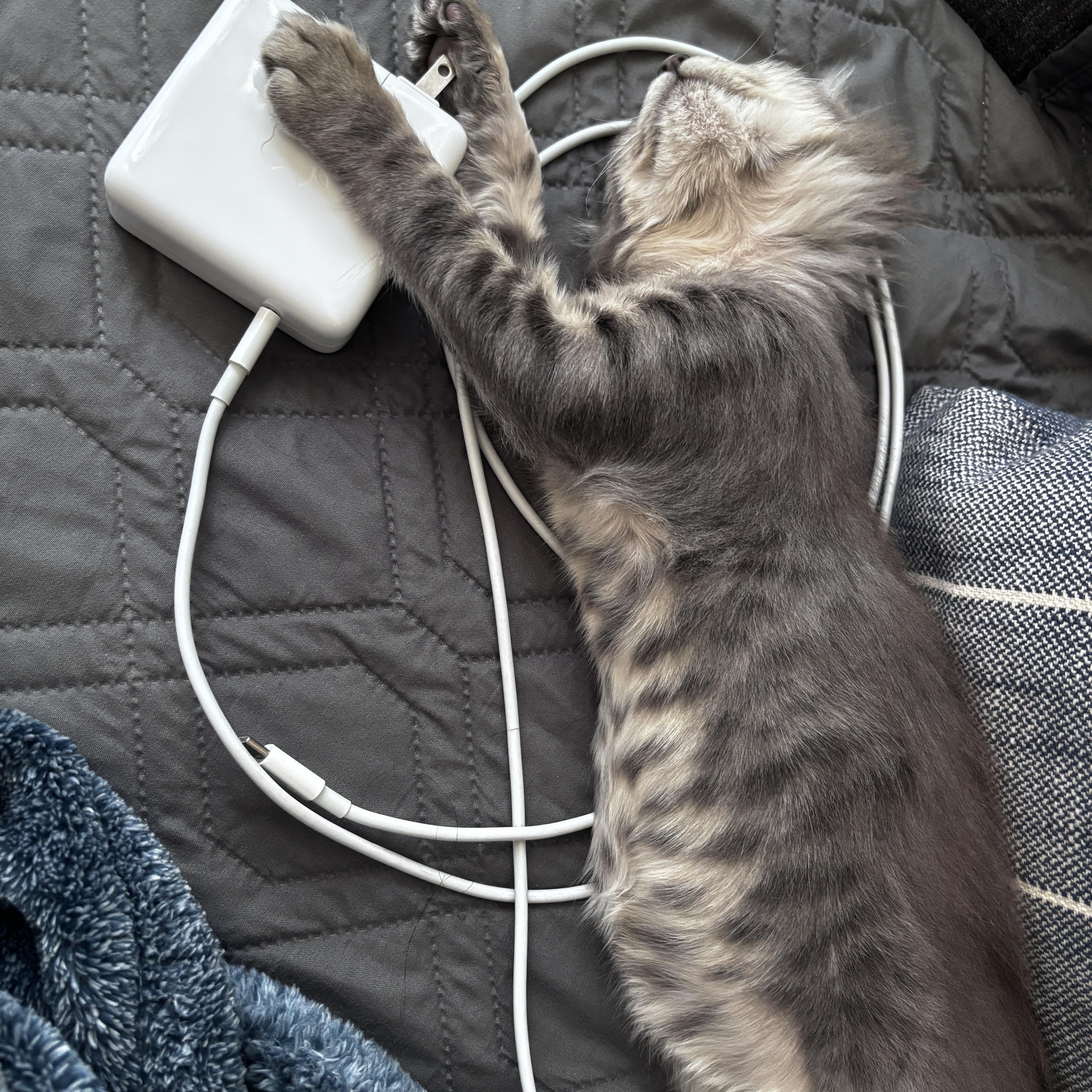 A baby medium-sized female Tabby (Gray / Blue / Silver) Domestic Medium Hair cat named Tilly for adoption in Davis, CA