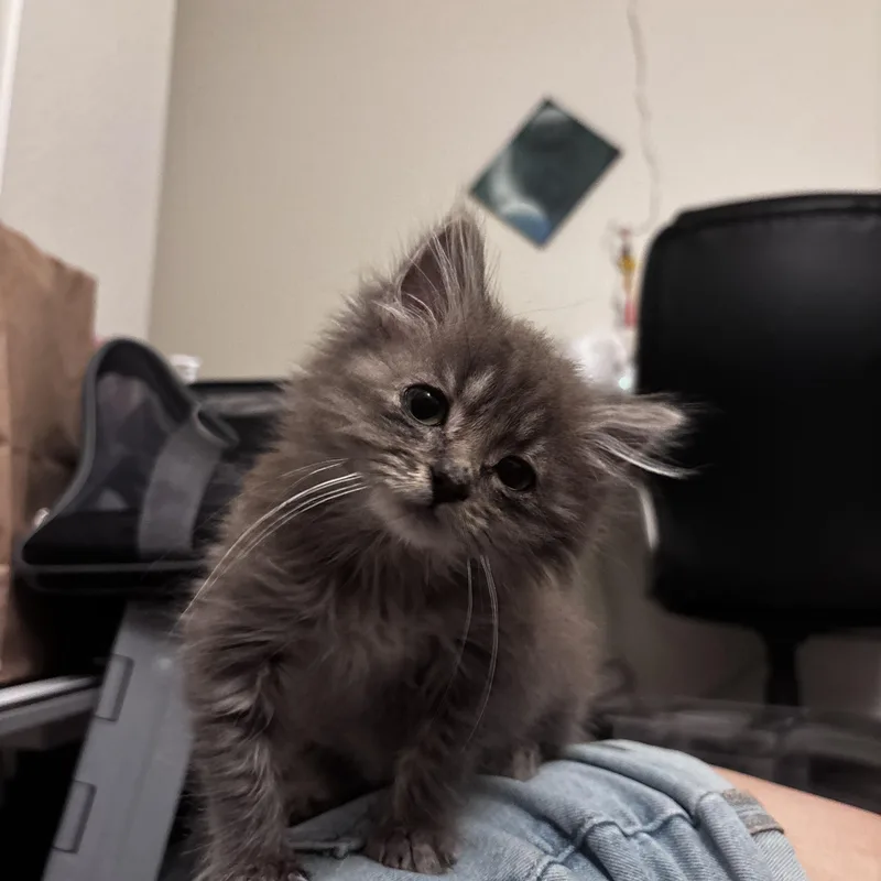 Tilly thumbnail 3