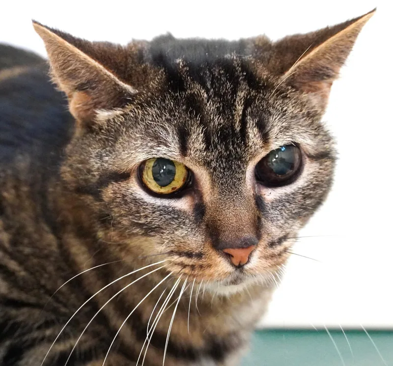 A senior medium-sized male Tabby (Brown / Chocolate) Domestic Short Hair cat named Banksy for adoption in Grants Pass, OR