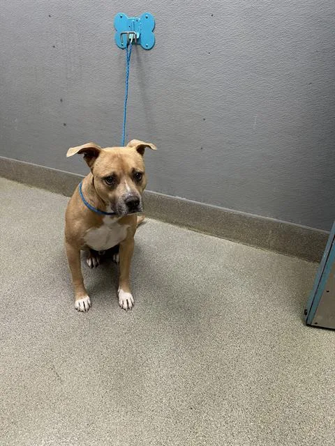 An adult medium-sized male Staffordshire Bull Terrier dog named Pete for adoption in Las Vegas, NV