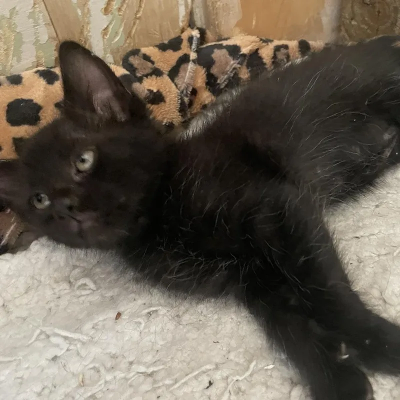 A baby small-sized male Black Domestic Short Hair cat named Creampuff Gentleman for adoption in Austin, TX