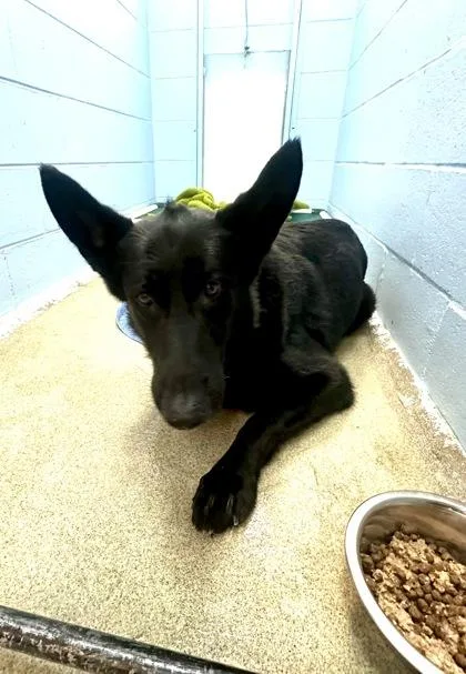 A senior large-sized male German Shepherd Dog dog named Ragnar for adoption in Palm Coast, FL