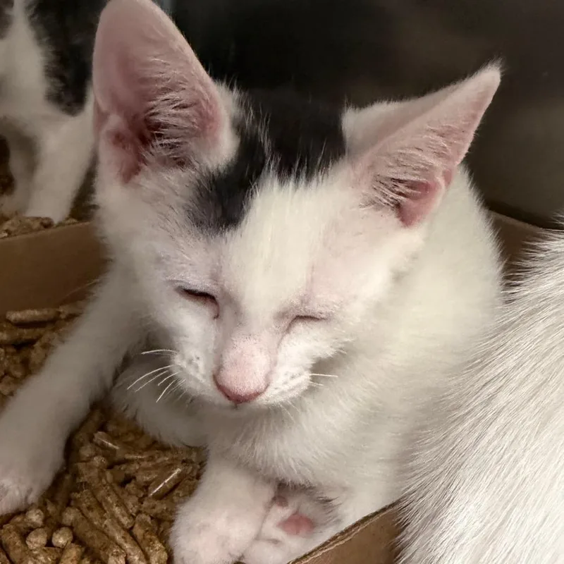 A baby small-sized male White Domestic Short Hair cat named Stromboli for adoption in Philadelphia, PA